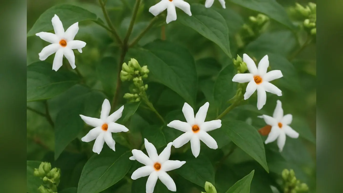 Harsingar Gardening Tips: सुंदर फूलों और खुशबू से भर जाएगा गार्डन, आसानी से लगाएं हरसिंगार का पौधा