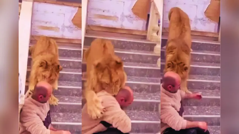 फोटो खिंचाते शख्स पर झपटा शेर, गर्दन पर किया हमला, VIRAL VIDEO में दिखा खौफनाक नजारा