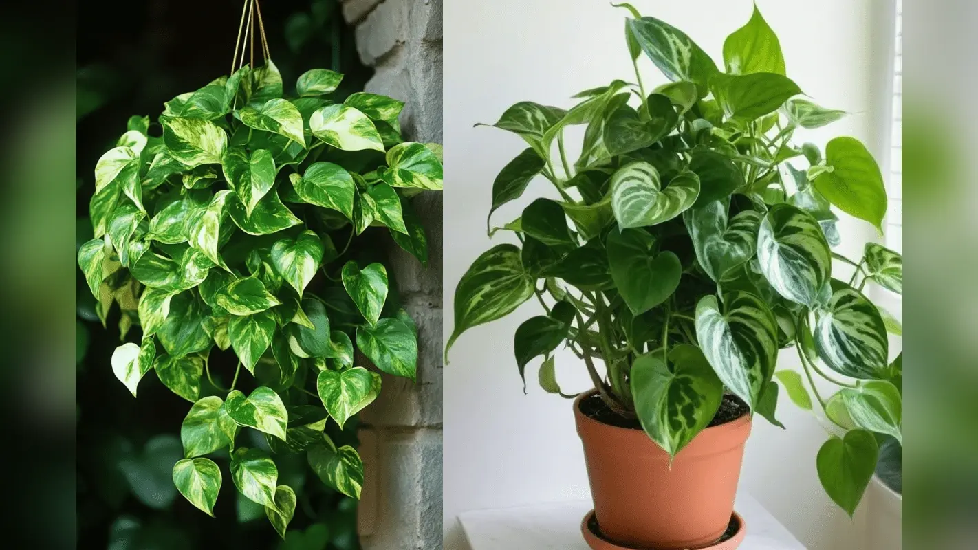 Money Plant Growth Hacks: दिन दोगुनी और रात चौगुनी ग्रोथ करेगा आपका मनी प्लांट – अपनाएं ये 4 कमाल के ग्रोथ हैक्स