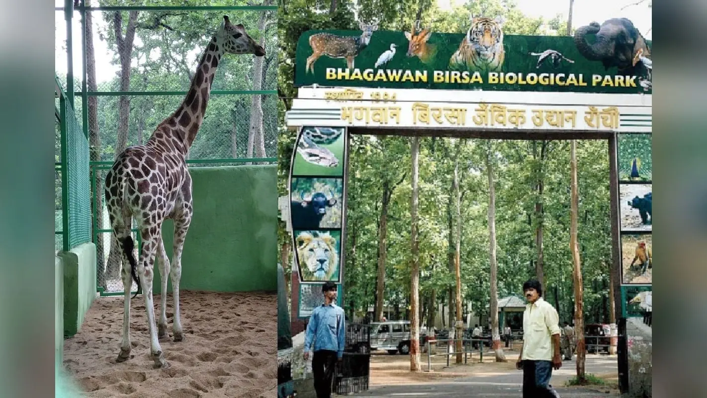 Jharkhand News: ओरमांझी चिड़ियाघर में आयी जिराफ की मौत, एक माह के भीतर ही बुझी रौनक