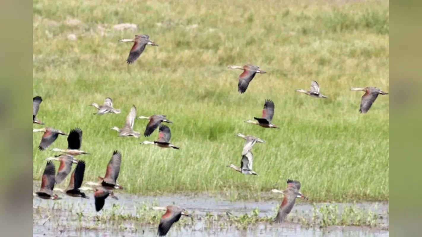 Ramsar Sites: बिहार को मिला दो नये रामसर साइट का तोहफा, संख्या हुई पांच, भारत एशिया में नंबर वन