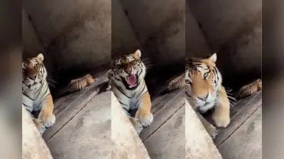 VIRAL VIDEO: बच्चों संग फैमिली टाइम स्पेंड कर रही थी बाघिन, वीडियो वाले भैया ने किया डिस्टर्ब, तो मारा झपट्टा