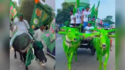 Video: भैंस और बैलगाड़ी से पटना आए RJD समर्थक, लालू-तेजस्वी के खूब लगे नारे