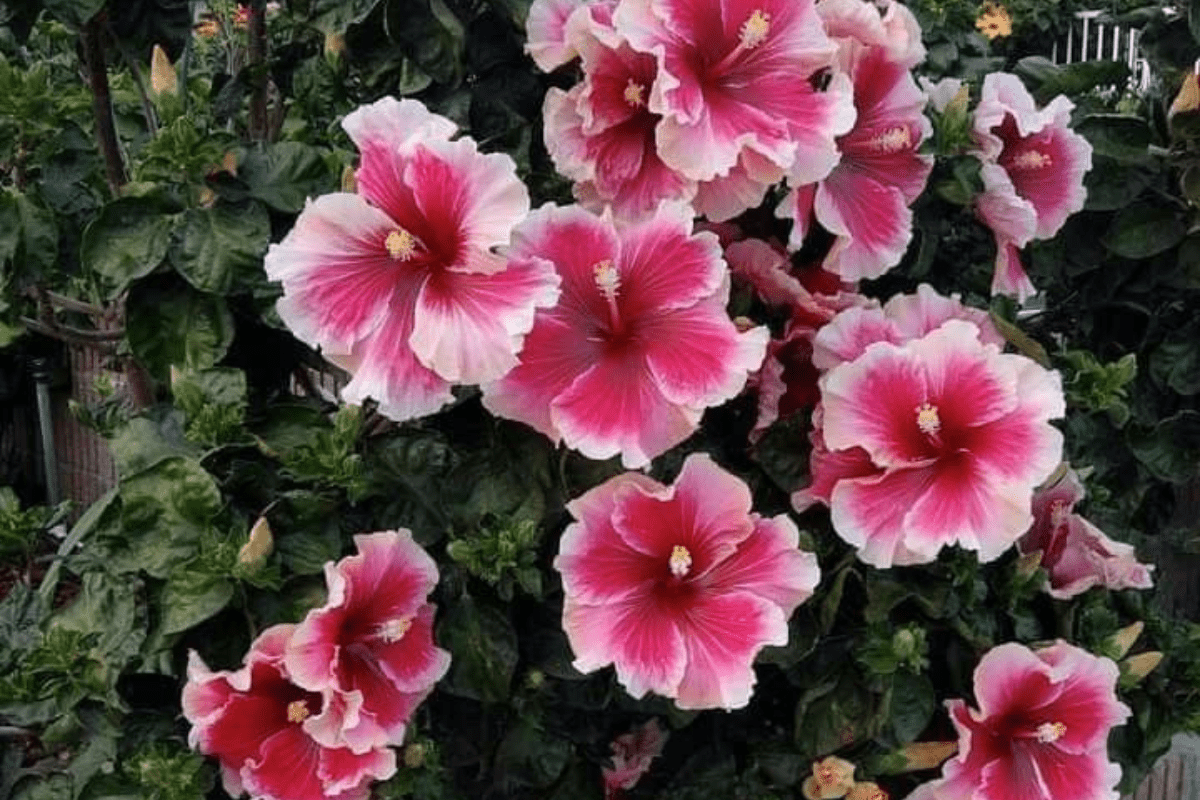 Gardening Tips