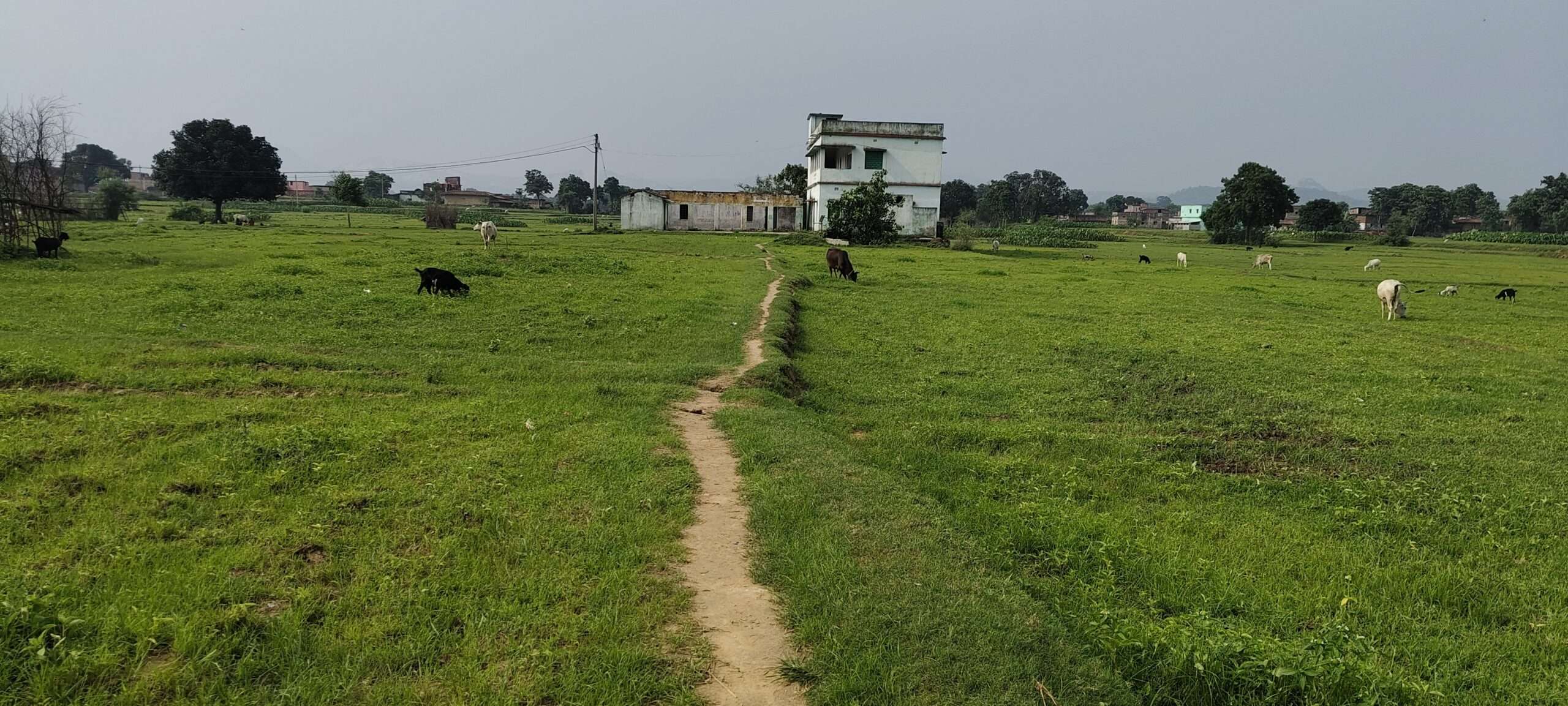 Giridih News: पगडंडी से होकर विद्यालय जाते है बच्चे, बारिश में बढ़ जाती है परेशानी