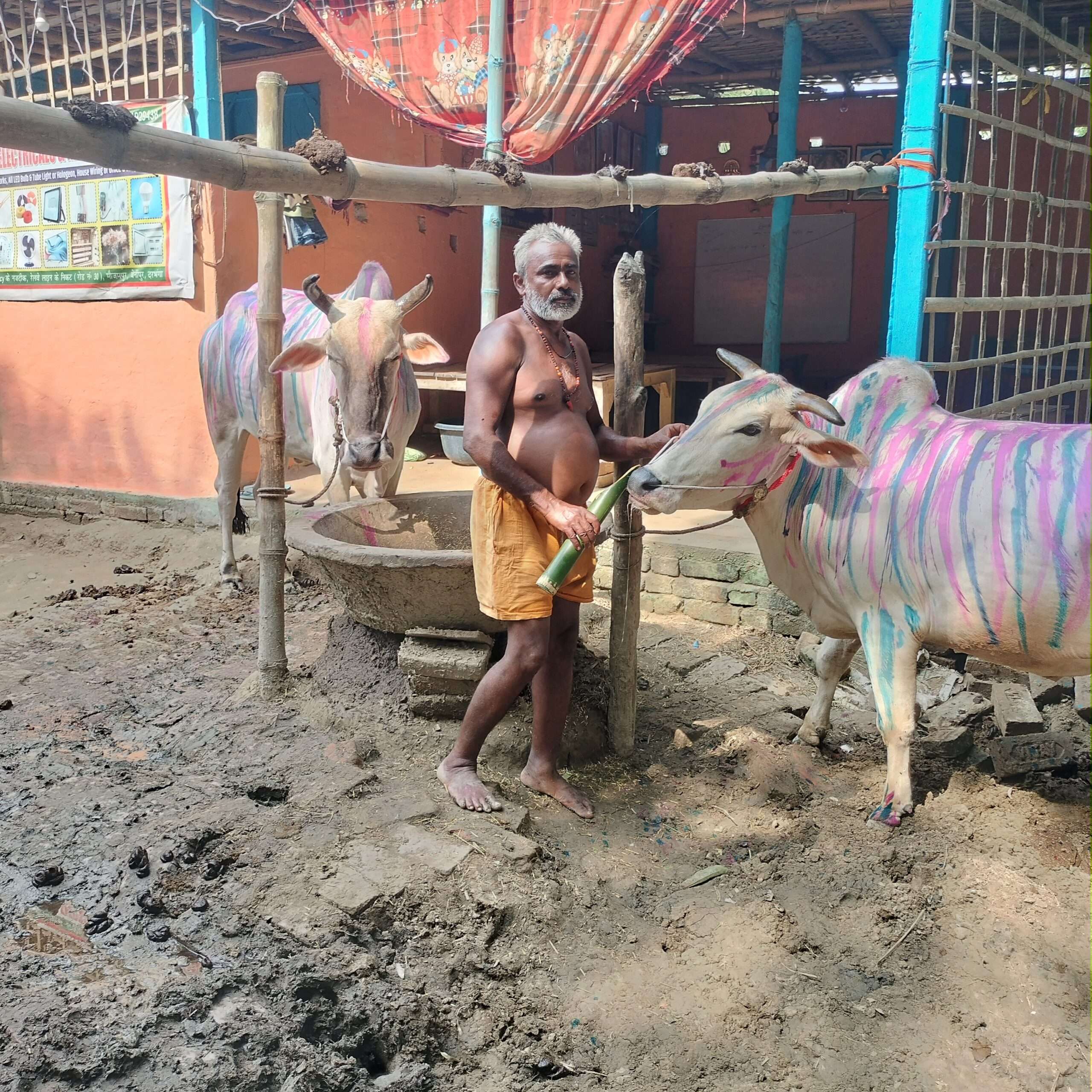 Darbhanga News: मवेशियों ने पहने नये नाथ व गरदाम, सोन्हाउन पीकर हुए मस्त
