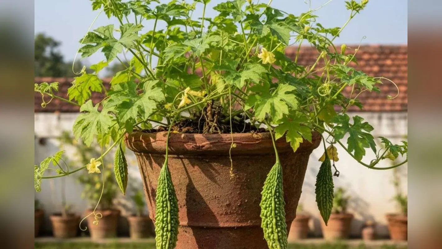 How To Grow Bitter Gourd: गमले में उगाएं करेला! जानिए सही मौसम, मिट्टी और सिंचाई के उपाय