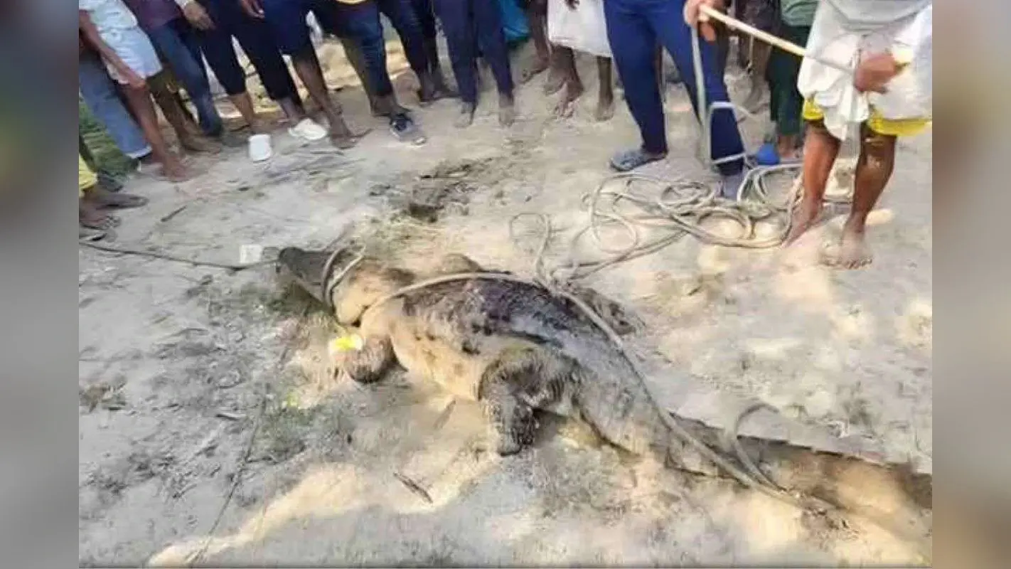 बिहार में छठ घाट की सफाई के दौरान 16 फिट का मगरमच्छ मिला, वन विभाग ने 6 घंटे में किया रेस्क्यू