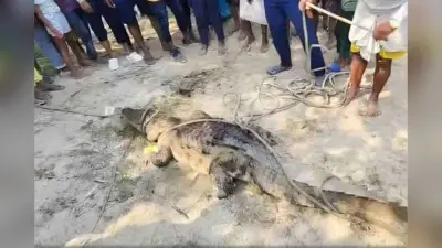 बिहार में छठ घाट की सफाई के दौरान 16 फिट का मगरमच्छ मिला, वन विभाग ने 6 घंटे में किया रेस्क्यू