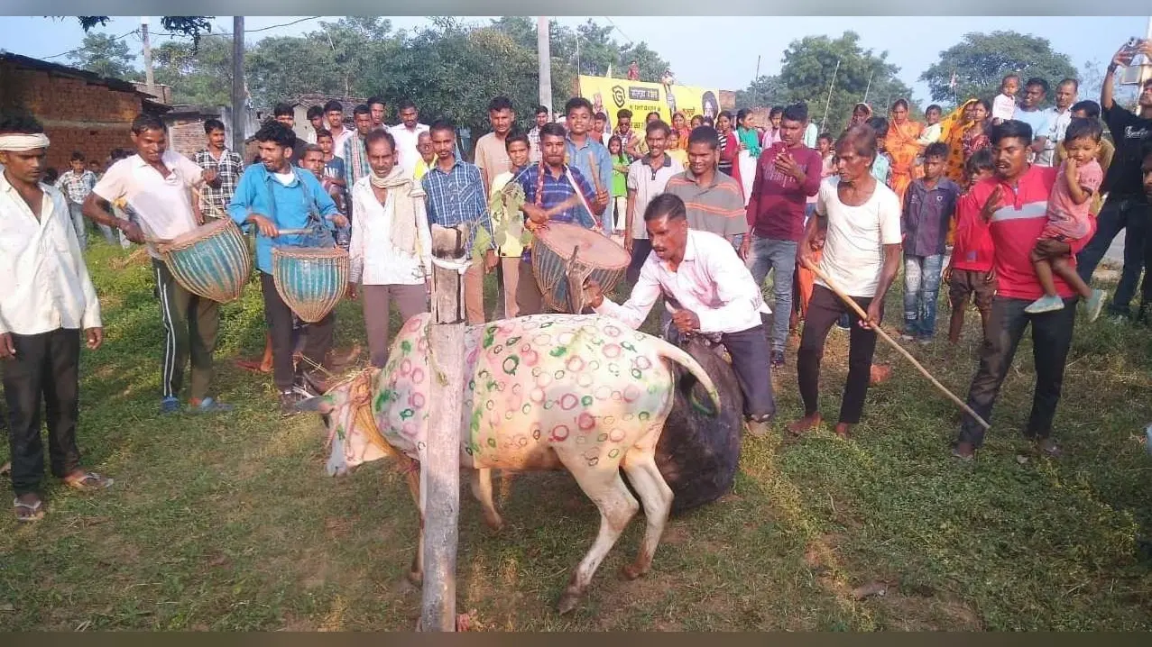 Bokaro News : बगदा में गूंजे सोहराय गीत, बरद खूंटा पर ढोल-मांदर की थाप पर थिरके लोग