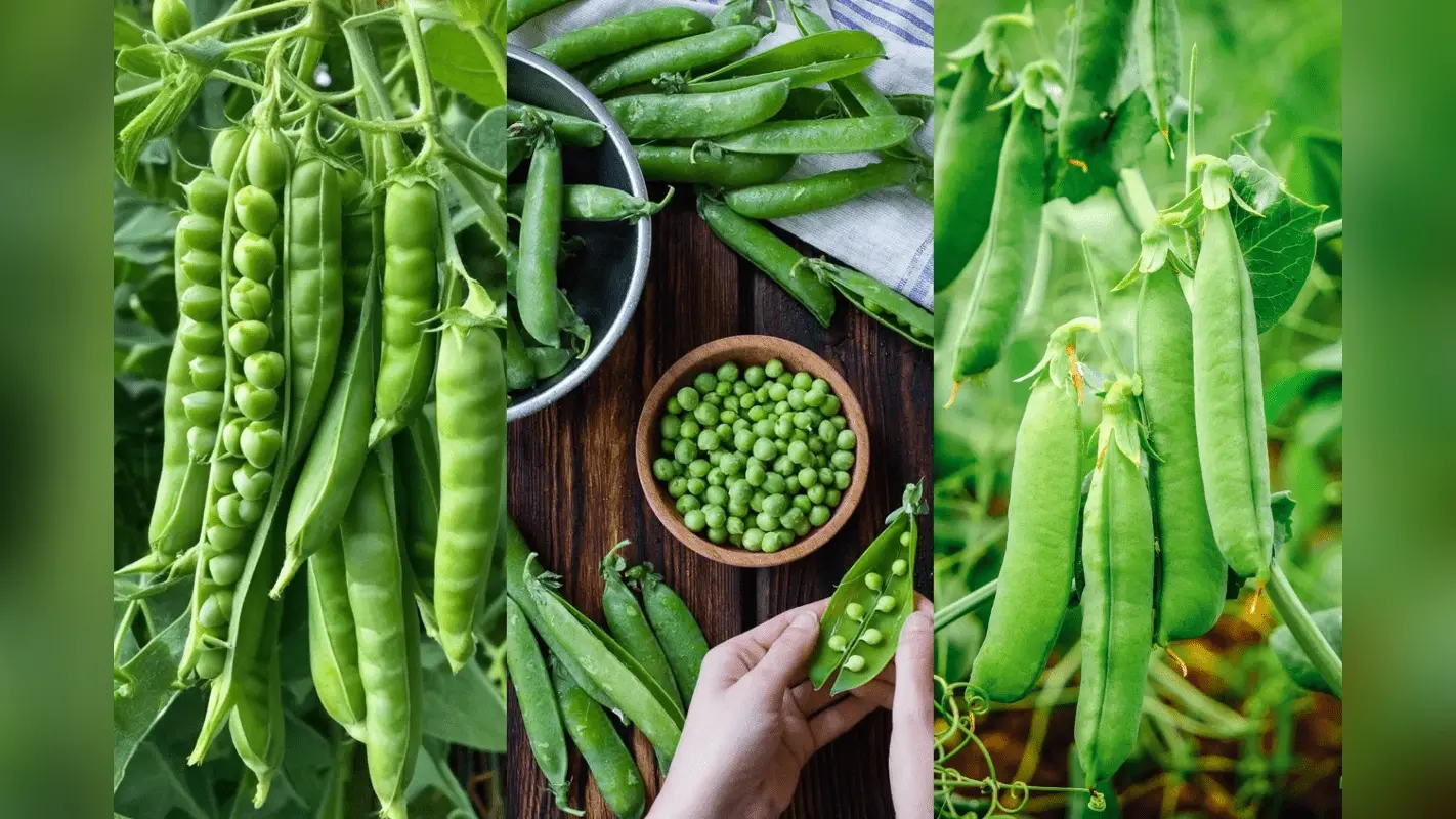 Tips to Grow Peas at Home: घर पर गमलों में ताजी मटर कैसे उगाएं? जानें आसान तरीका