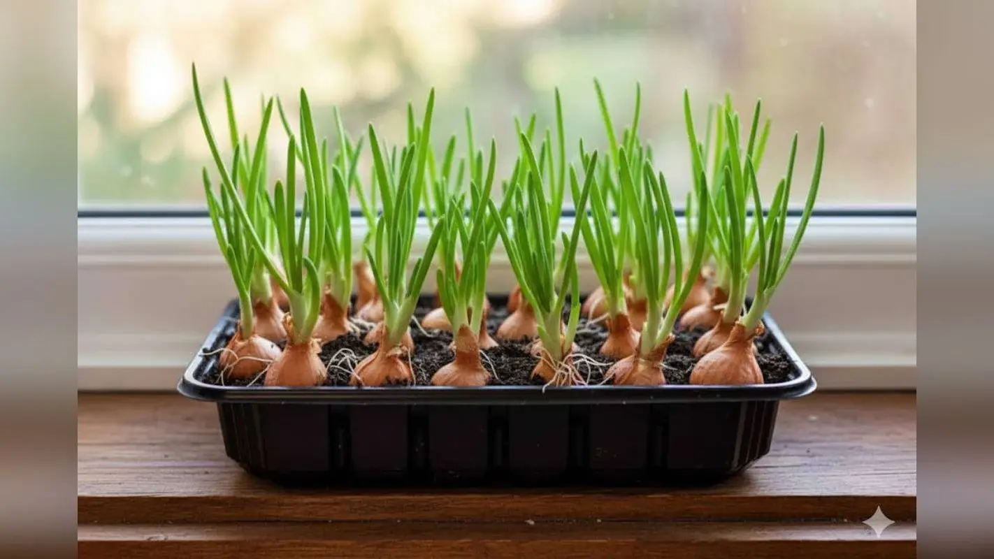 How to Grow Onion at Home: अंकुरित प्याज से घर पर उगाएं ढेरों प्याज वो भी बिना बीज के