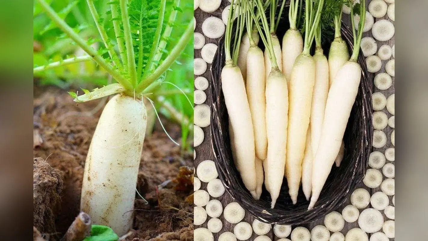 Gardening Tips: घर पर ऐसे उगाएं मूली, मिट्टी से लेकर देखभाल तक जानिए आसान तरीका जिससे होगी भरपूर पैदावार