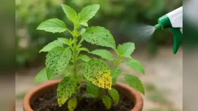 Tulsi Plant Care: तुलसी के पौधे को कीड़े कर रहे बर्बाद? अपनाएं ये नुस्खे और एकबार फिर उसमें डालें नयी जान