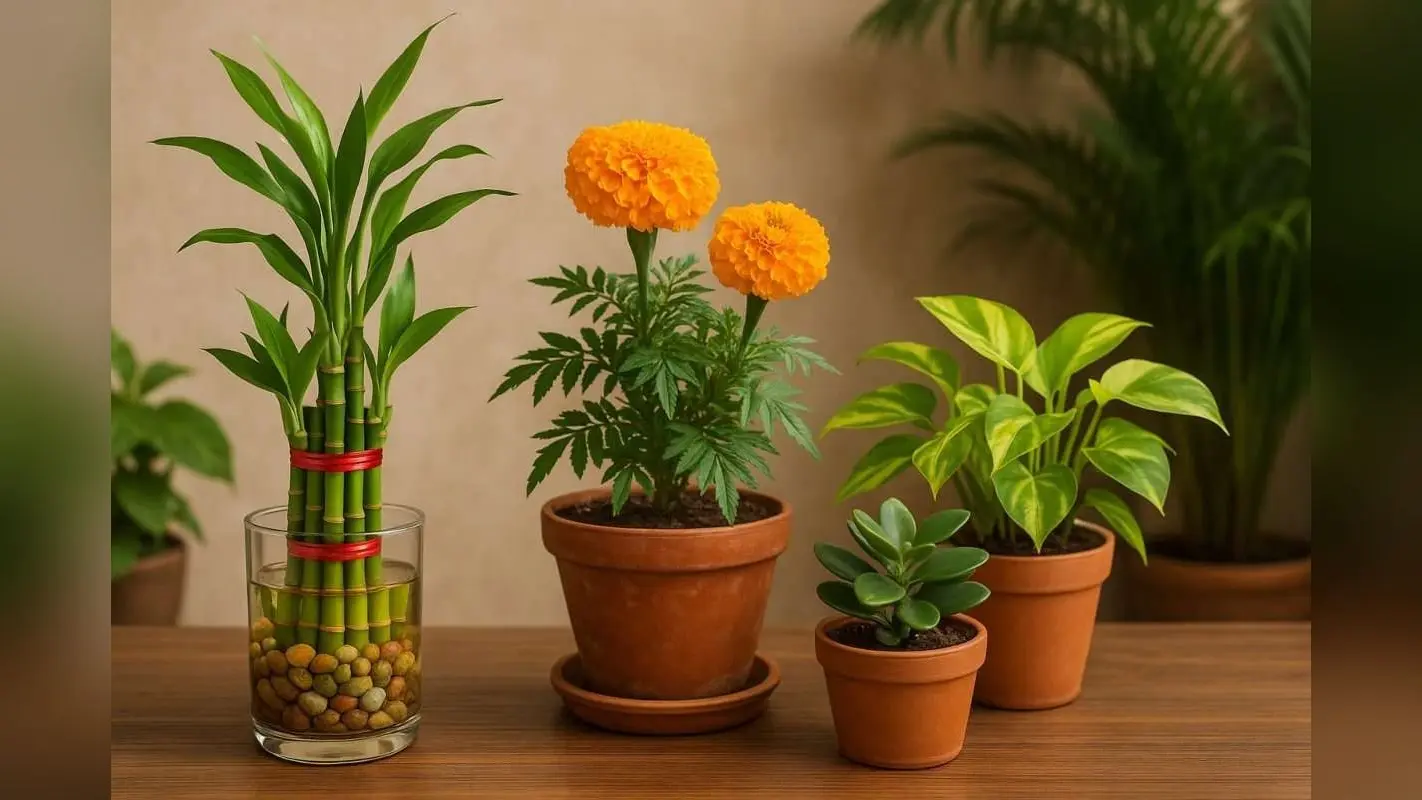 Vastu Tips: घर में लगे ये पौधे जीवन में नहीं होने देंगे पैसों की कमी, खुशहाली और तरक्की से भर जाएगी घर और जिंदगी