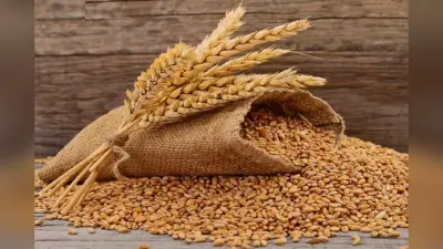 Wheat MSP Hike: किसानों को त्योहारी तोहफा, गेहूं का समर्थन मूल्य बढ़ा
