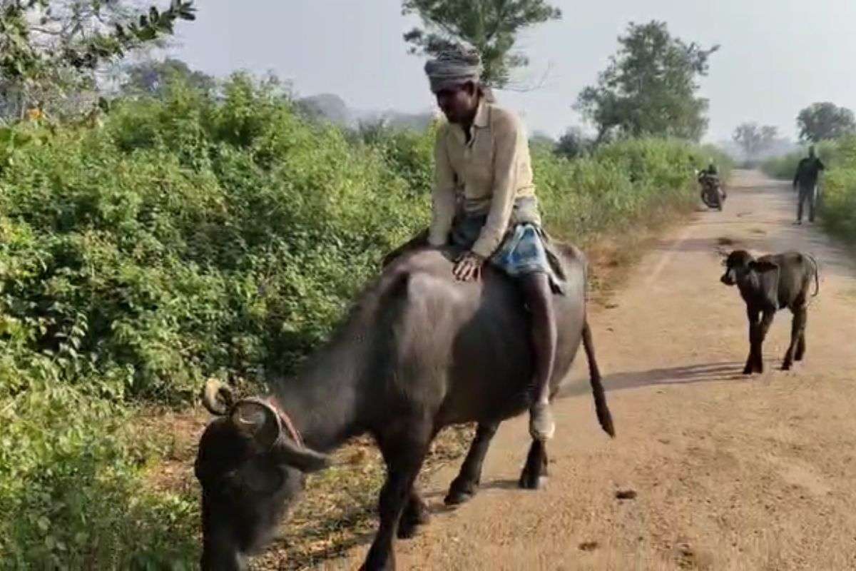 Bihar Chunav 2025 Video: बिहार चुनाव में भैंस पर सवार होकर वोट करने पहुंचे वोटर्स ने किया अट्रैक्ट, देखिये वीडियो