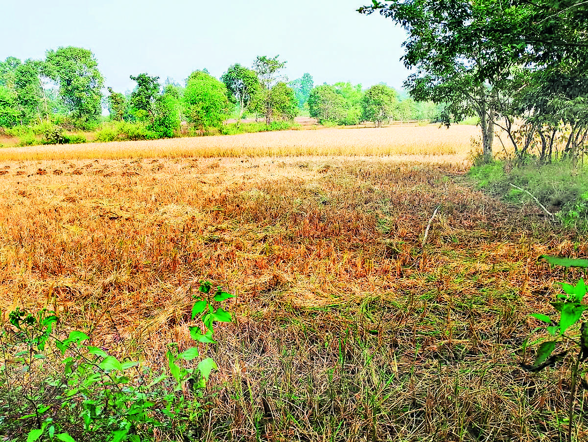 Chaibasa News : मझगांव में 25 हाथियों के झुंड ने पांच घर तोड़े