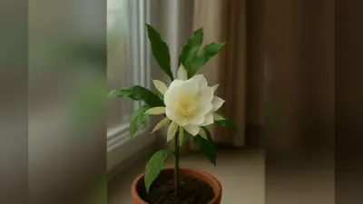 How To Grow Brahma Kamal: ब्रह्मकमल पौधा घर में कैसे लगाएं, जानिए मिट्टी, पानी और धूप का सही तरीका