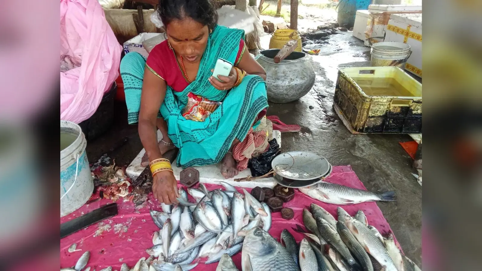 हार्ट हेल्थ, स्कैन ग्लो, ब्रेन फंक्शन को सेहतमंद रखती है चेचरा मछली
