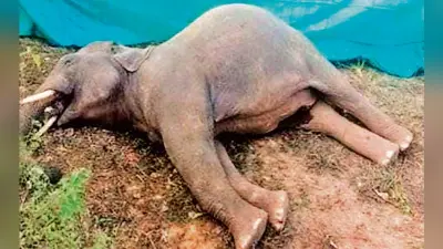 Chaibasa News : बाइसाही जंगल में हाथी की मौत, 10 दिनों में तीसरी घटना