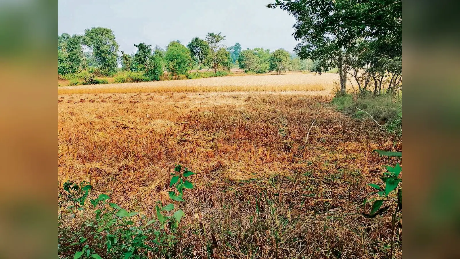 Chaibasa News : मझगांव में 25 हाथियों के झुंड ने पांच घर तोड़े