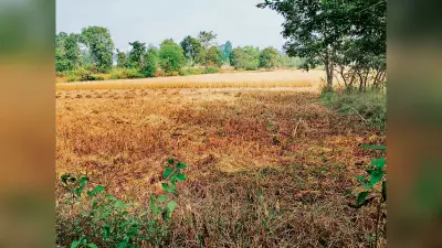 Chaibasa News : मझगांव में 25 हाथियों के झुंड ने पांच घर तोड़े