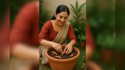How To Grow kachchi Haldi: कच्ची हल्दी घर पर उगाना हुआ आसान, जानें गमले में लगाने का सही तरीका
