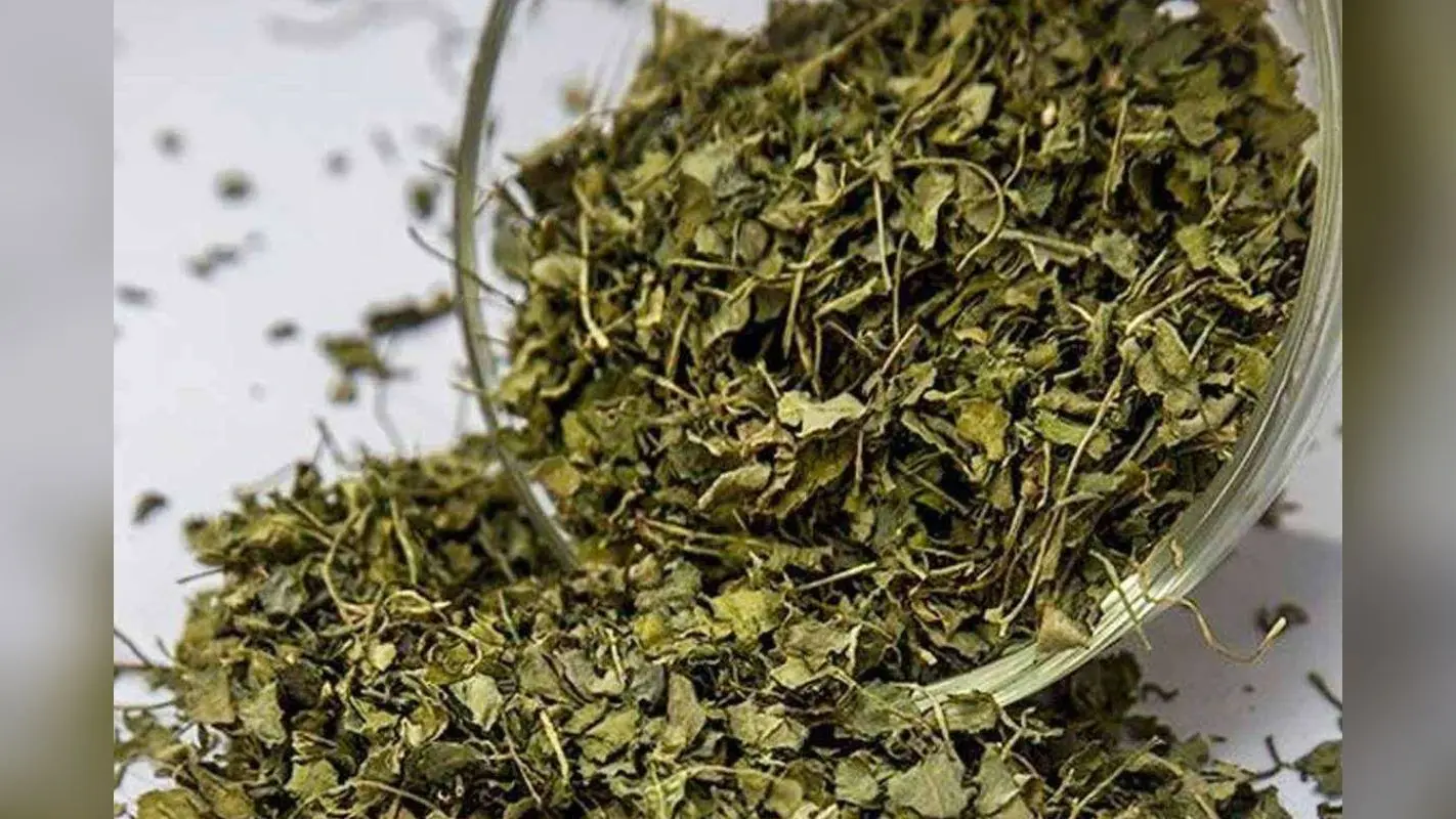 Kasuri Methi Powder: घर पर मार्केट जैसा कसूरी मेथी पाउडर बनाना है बहुत आसान – ईजी स्टेप्स में करें तैयार