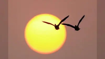 प्रवासी पक्षियों से गुलजार होने लगे जलाशय, हर साल 25-30 हजार पक्षी आते हैं झारखंड