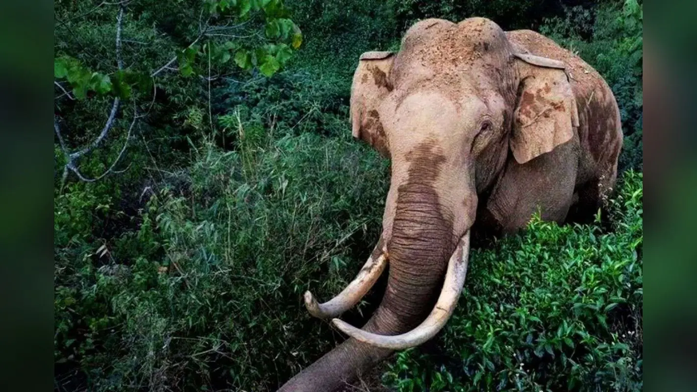 केरल के नीलंबूर में जंगली हाथी ने झारखंड के प्रवासी मजदूर को कुचलकर मार डाला