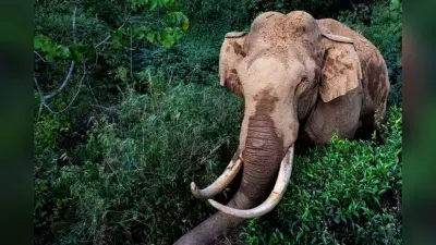 केरल के नीलंबूर में जंगली हाथी ने झारखंड के प्रवासी मजदूर को कुचलकर मार डाला