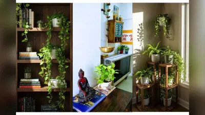 Money Plant Home Decoration Ideas: घर में इस तरह सजाएं मनी प्लांट, बढ़ेगी सुंदरता और पॉजिटिव एनर्जी