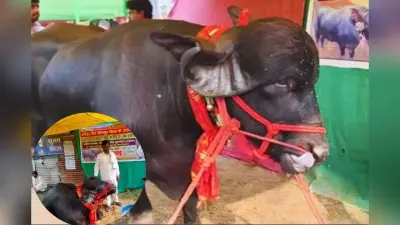Video: सोनपुर मेले में 1 करोड़ का ‘प्रधान बाबू’ बना सुर्खियों का सितारा, अनोखी खूबियों वाले भैंसे ने सोशल मीडिया पर मचाई धूम