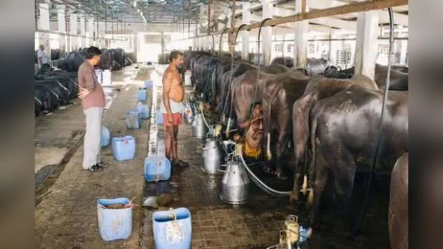 डेयरी बिजनेस के लिए सरकार देती है 42 लाख का लोन और सब्सिडी, जानें आवेदन प्रॉसेस
