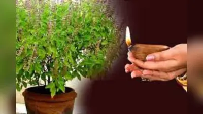 Tulsi Patta: क्या आप जानते है इस दिन क्यों नहीं तोड़ना चाहिए तुलसी पत्ता? जानें गलती के दुर्गामी परिणाम