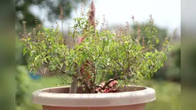 Tulsi Plant: घर में सूख रहा तुलसी पत्ता है खतरे की निशानी, जानें बचाने के उपाय