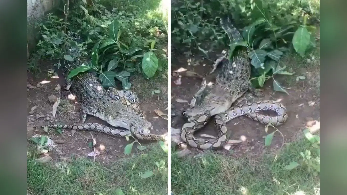Viral Video: कमजोर दिल वाले न देखें! इतने बड़े अजगर को देख सिहर जाएगा मन, वीडियो हो रहा वायरल