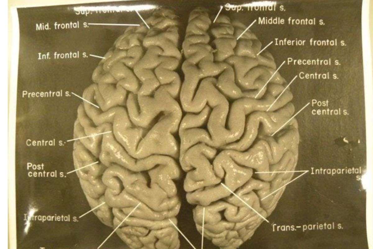 Brain Functioning