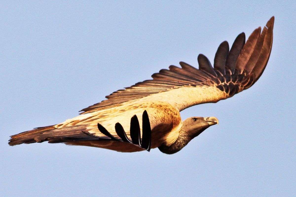 झारखंड को जल्द मिलेगा पहला गिद्ध संरक्षण एवं प्रजनन केंद्र, 2013 में तैयार हुआ था इन्फ्रास्ट्रक्चर