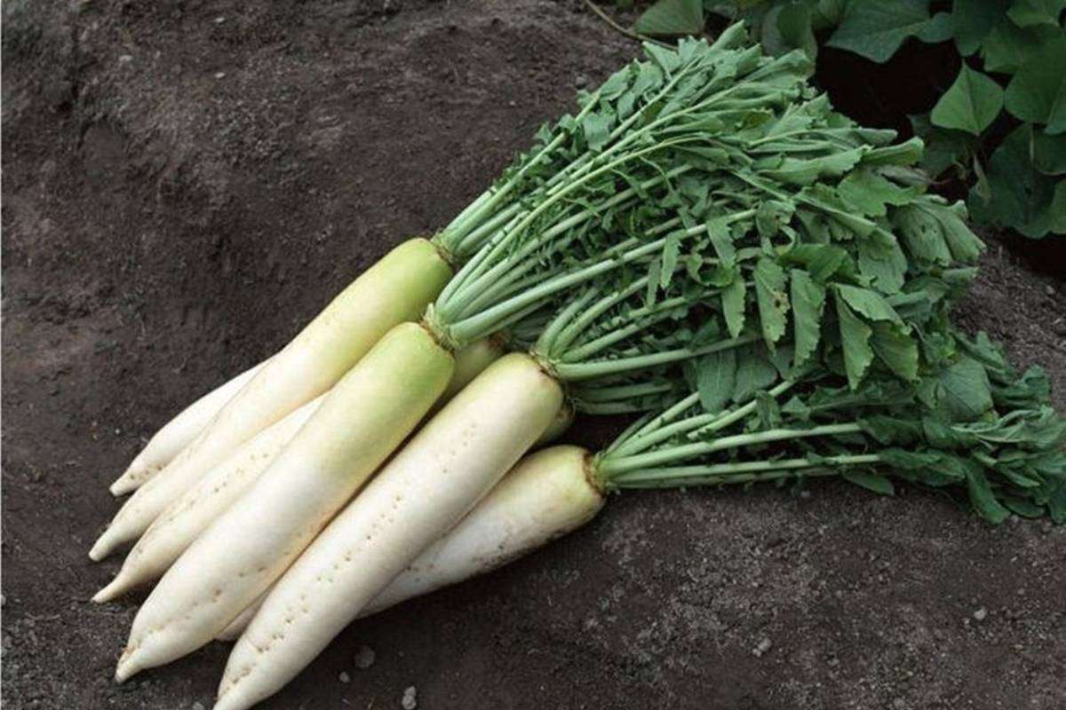 Mooli ka Patta