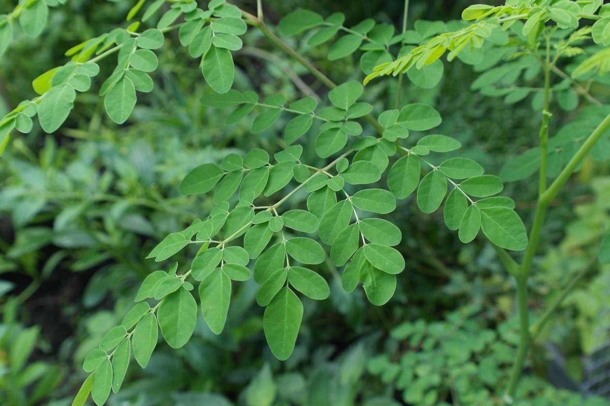 Moringa