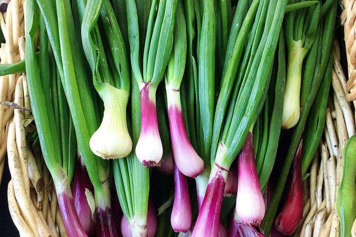 Spring Onion