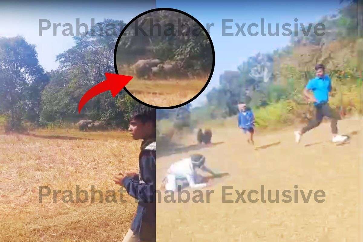 मझगांव में जंगली हाथियों ने 24 साल के युवक को कुचलकर मार डाला