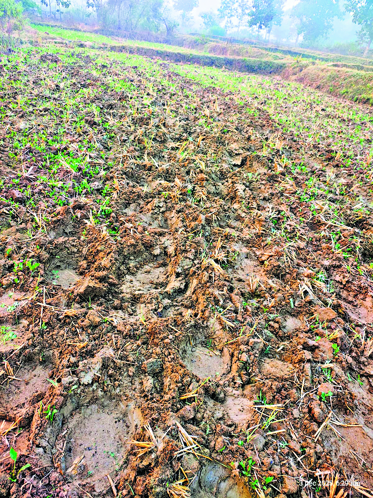 Chaibasa News : कुमारडुंगी : हाथियों ने दो एकड़ में सरसों की खेती रौंदी, मुआवजा मांगा