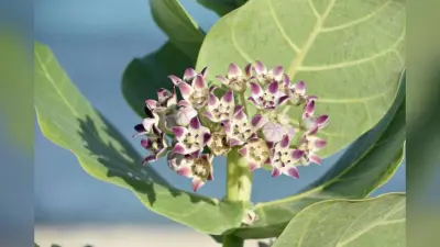 Aak Plant Upay: ग्रह दोष शांत करने से लेकर सुख समृद्धि तक, इस पौधे के हैं कई धार्मिक और ज्योतिषीय फायदे