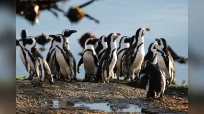 African Penguins: अफ्रीका में भूख से तड़पकर मरे 60000 से ज्यादा पेंग्विन, वैज्ञानिकों की बढ़ी चिंता