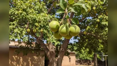 Bel Tree: बेलपत्र से ऐसे करें महादेव को प्रसन्न, नष्ट होंगे सभी पाप, जानें इस पेड़ को घर में लगाने की सही दिशा और महत्व