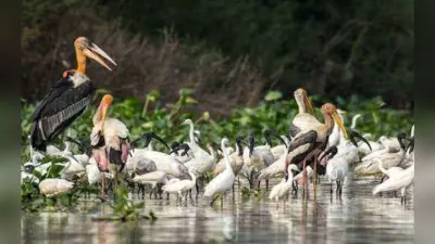 प्रवासी पक्षियों से गुलजार हुआ बिहार का जमुई, नुकरी और तीतर खींच रहा पर्यटकों का ध्यान
