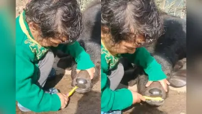 Viral Video: बछड़े को ब्रश करवाता नन्हा बच्चा, वीडियो देख चेहरे पर आ जाएगी मुस्कान